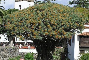 Drachenbaum auf Teneriffa