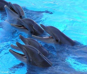 Delfine im  Loro Parque