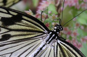 Schmetterlinge und Raupen