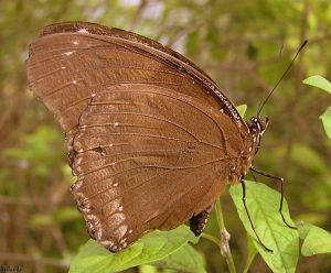 Schmetterlinge und Raupen