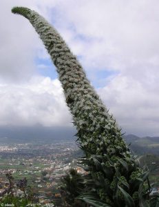 Natternkopf