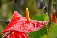 Anthurium