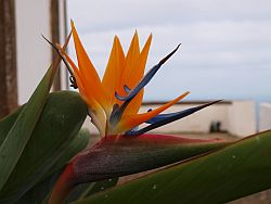 Strelitzia