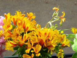 Bloemenpracht op Madeira
