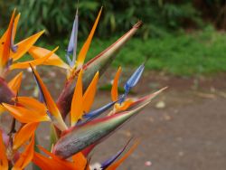 Strelitzia