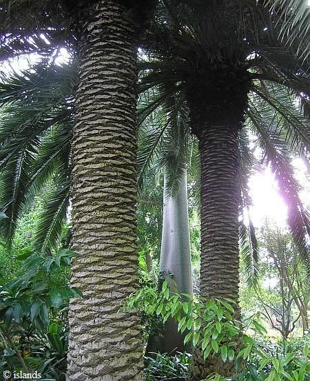 Tropische bomen in de botanische tuin