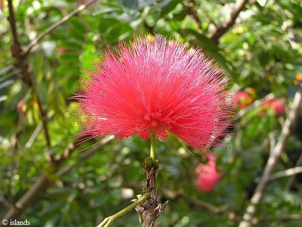 Planten in de botanische tuin