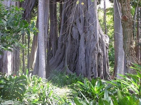 Botanische tuin Puerto de la Cruz